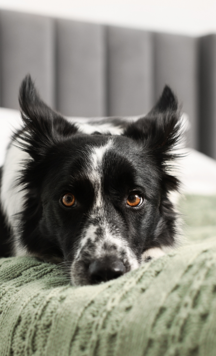 A black and white dog lies on a green knitted blanket on a bed, looking directly at the camera.